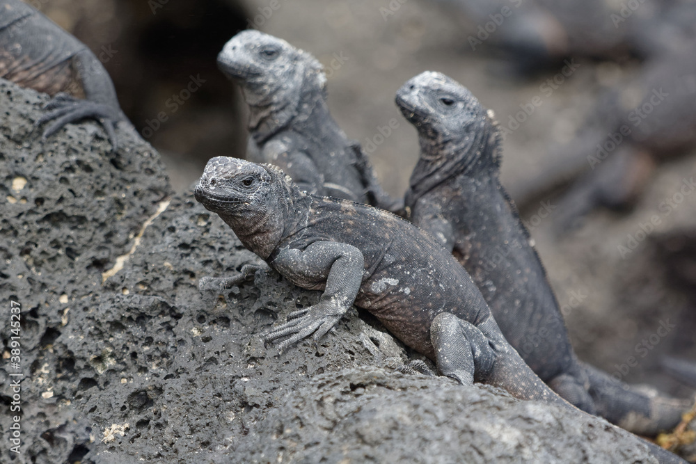 Galapagos marine iguanas (Amblyrhynchus cristatus) in Galapagos Islands, Ecuador Galapagos marine iguanas (Amblyrhynchus cristatus) in Galapagos Islands, Ecuador