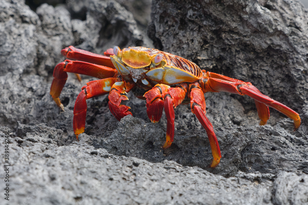 Red rock crab (grapsus grapsus) in Galapagos Islands, Ecuador Red rock crab (grapsus grapsus) in Galapagos Islands, Ecuador