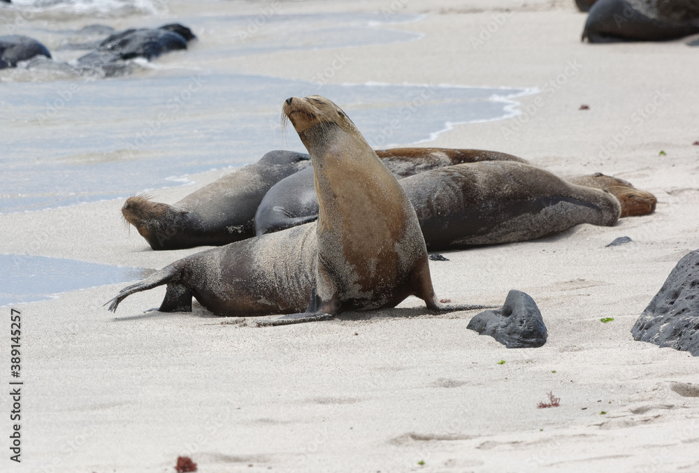 Obraz premium Sea lion (Zalophus wollebaeki) in Galapagos Islands, Ecuador