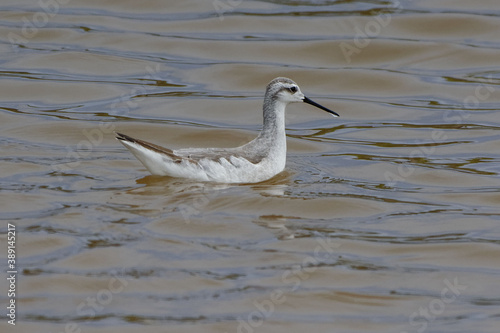Принти на полотні Wilson's Phalarope (Phalaropus tricolor) in Galapagos Islands, Ecuador