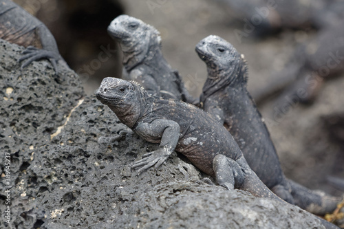 Galapagos marine iguanas (Amblyrhynchus cristatus) in Galapagos Islands, Ecuador © André LABETAA
