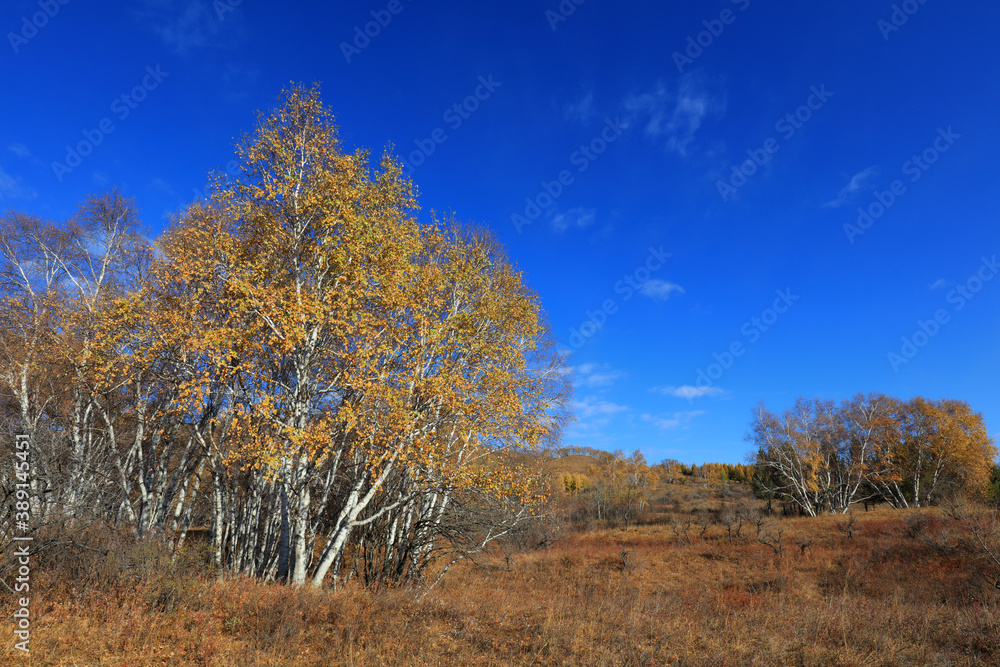 Birch forest in hot spring park of Keshiketeng World Geopark, Inner Mongolia Birch forest in hot spring park of Keshiketeng World Geopark, Inner Mongolia