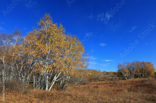 Birch forest in hot spring park of Keshiketeng World Geopark, Inner Mongolia
