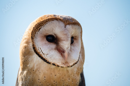 Fototapeta Naklejka Na Ścianę i Meble -  Barn Owl Close Up Portrait of the Head