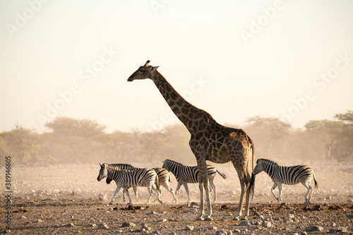Giraffe and Zebra in Etosha National Park, Namibia. photo