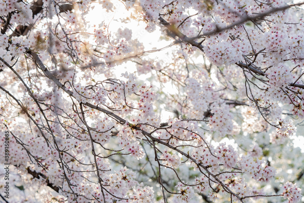 桜 桜