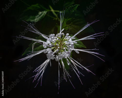 Cat's whiskers plant or orthosiphon aristatus flower also known as java tea , view from above on dark background