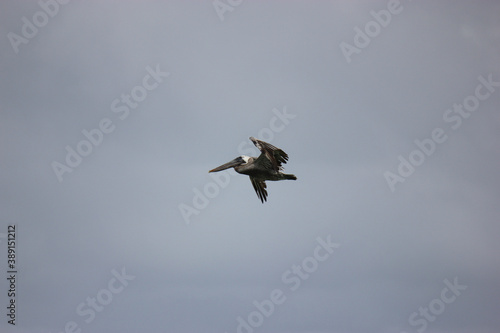 Florida Brown Pelican Flying Over Water
