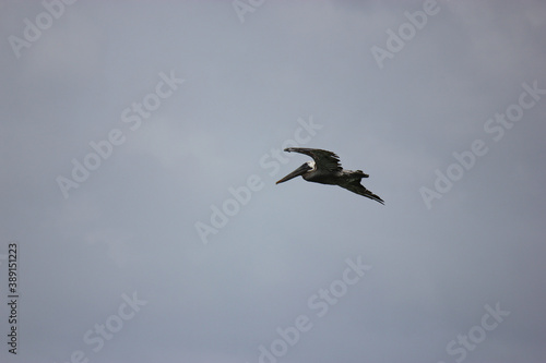 Florida Brown Pelican Flying Over Water