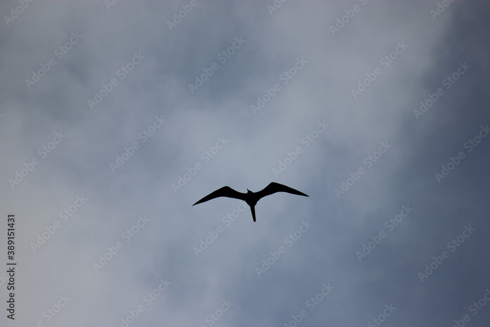 Magnificent Frigatebird Hunting for Food on Florida Beach Magnificent Frigatebird Hunting for Food on Florida Beach
