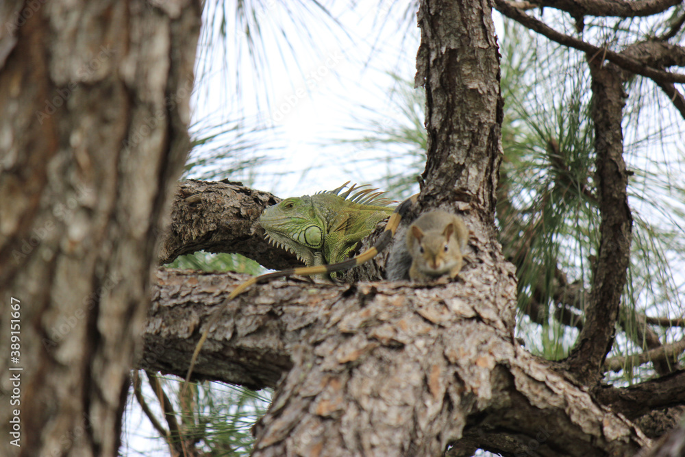 Iguana and Squirrel in Pine Tree Iguana and Squirrel in Pine Tree