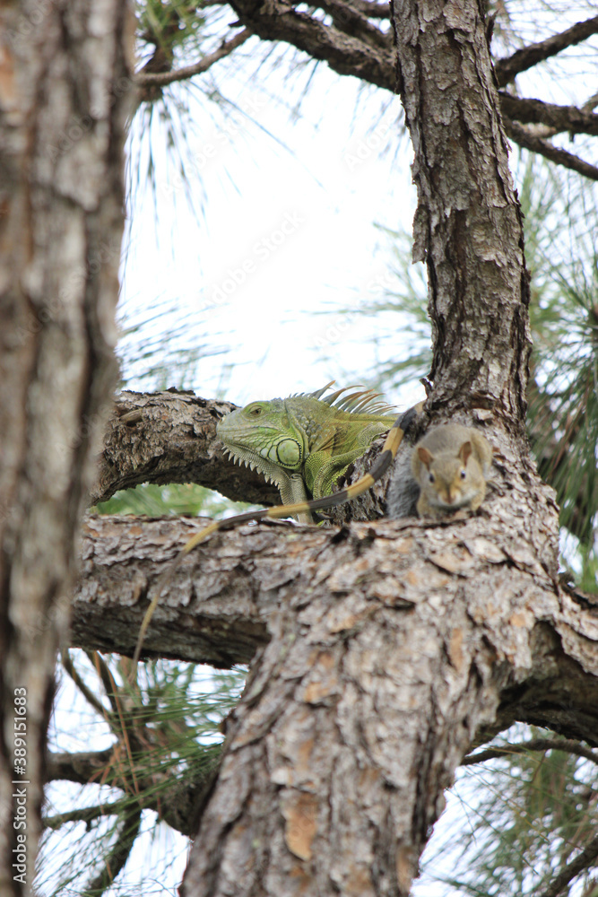 Iguana and Squirrel in Pine Tree Iguana and Squirrel in Pine Tree
