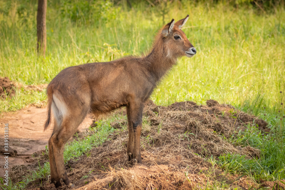 Obraz premium Newborn defassa waterbuck ( Kobus ellipsiprymnus defassa), Lake Mburo National Park, Uganda.