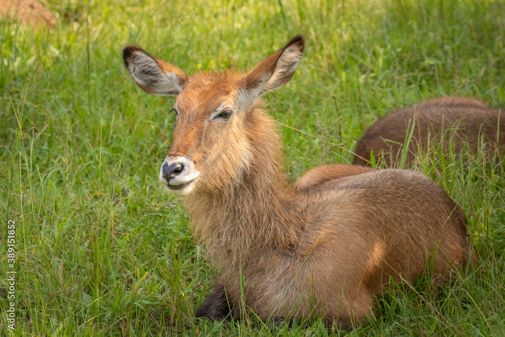 Female defassa waterbuck ( Kobus ellipsiprymnus defassa), Lake Mburo National Park, Uganda.	