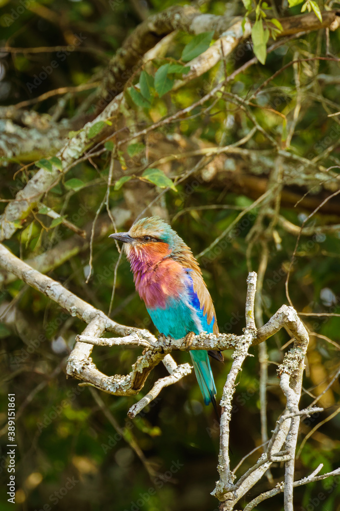 Fototapeta premium Lilac-breasted Roller (Coracias caudata), Lake Mburo National Park, Uganda.