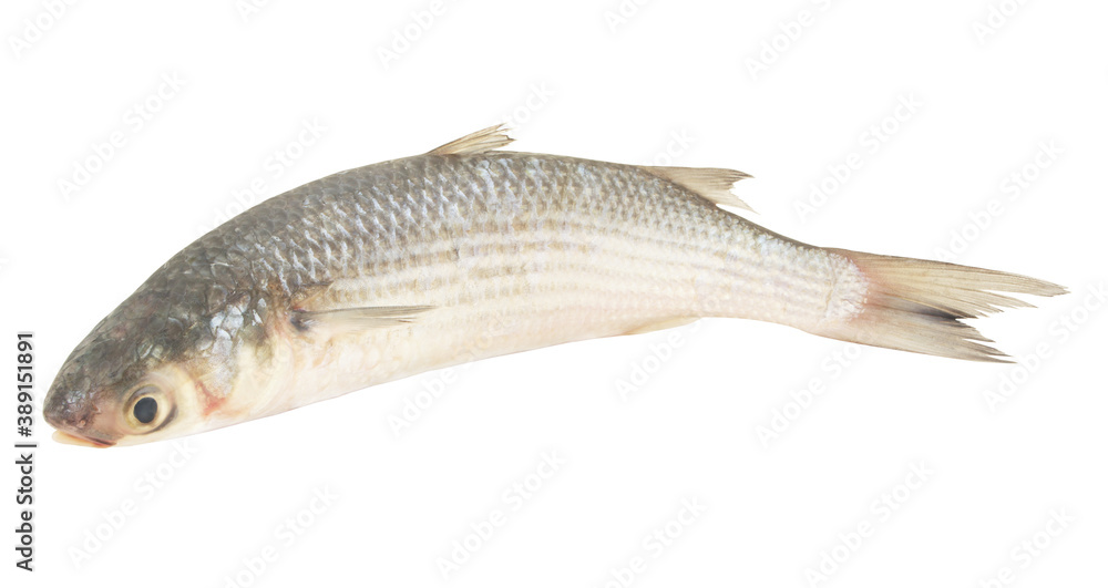 Grey mullet fish isolated on white background Grey mullet fish isolated on white background