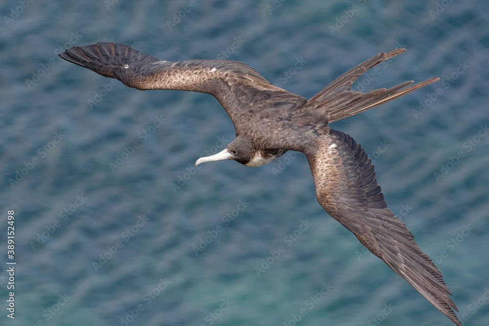 Female Great Frigatebird (fregata minor) in San Cristobal Island, Galapagos, ECuador
