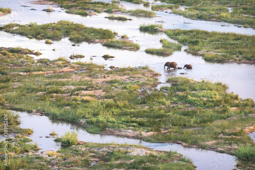 Elephant crossing the Olifants river, Kruger National Park, South Africa.