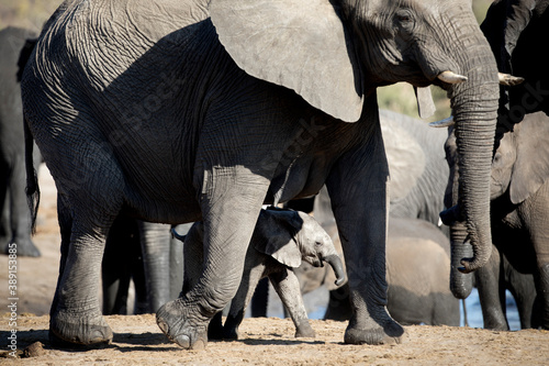 A young elephant calf plays in the herd. photo