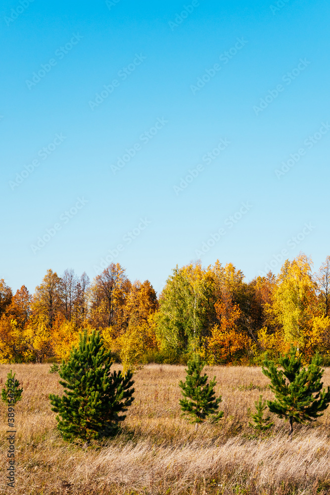 Autumn picturesque Sunny landscape. Field with dry grass, green Christmas trees, yellow trees against the blue sky. Beautiful autumn trees. Natural minimalistic background or screen saver