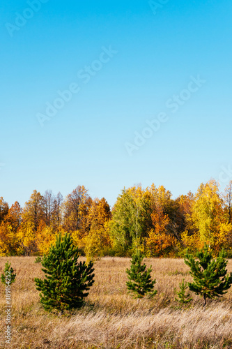 Autumn picturesque Sunny landscape. Field with dry grass  green Christmas trees  yellow trees against the blue sky. Beautiful autumn trees. Natural minimalistic background or screen saver