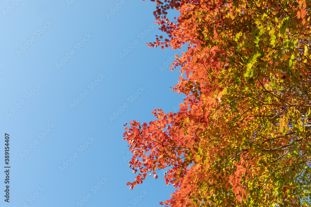 紅葉のもみじと青空