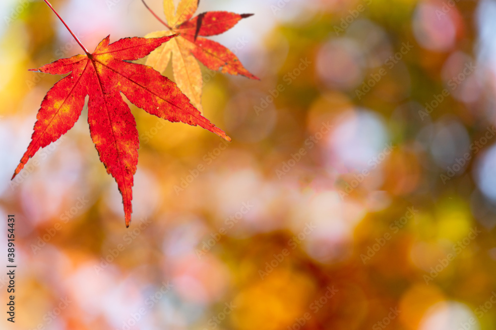 紅葉 もみじ 秋イメージ 紅葉 もみじ 秋イメージ