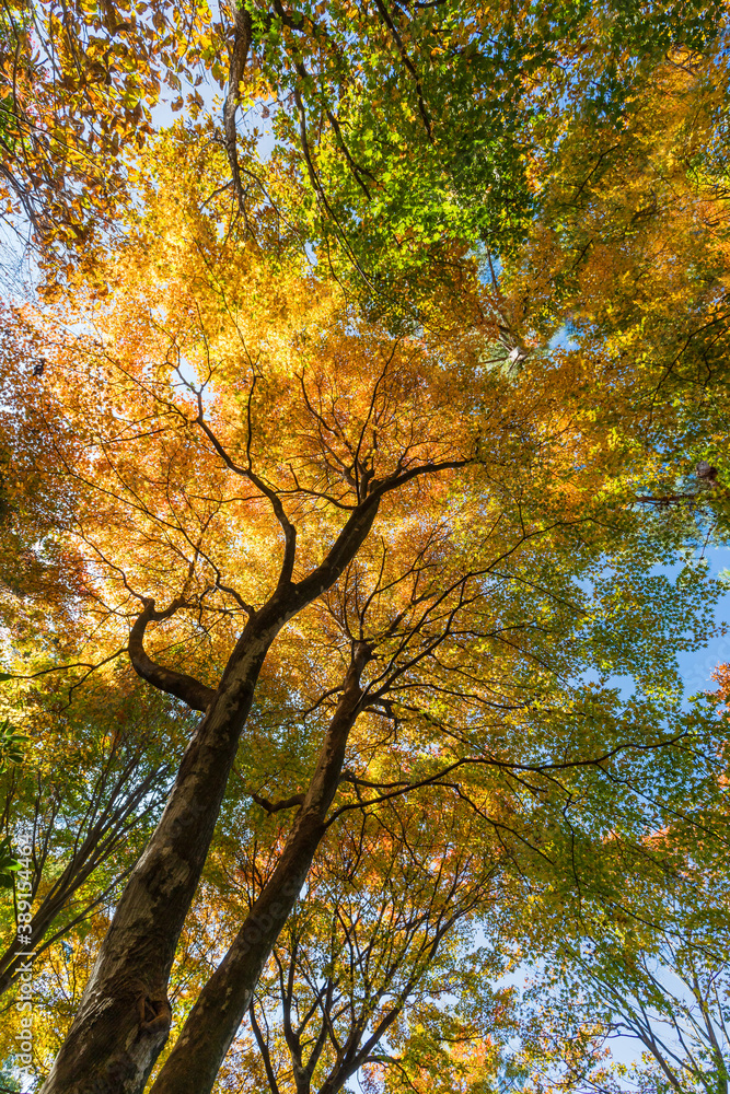 Fototapeta premium 色づく木々 秋イメージ