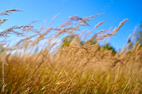 spikelets of agricultural plants in the field
