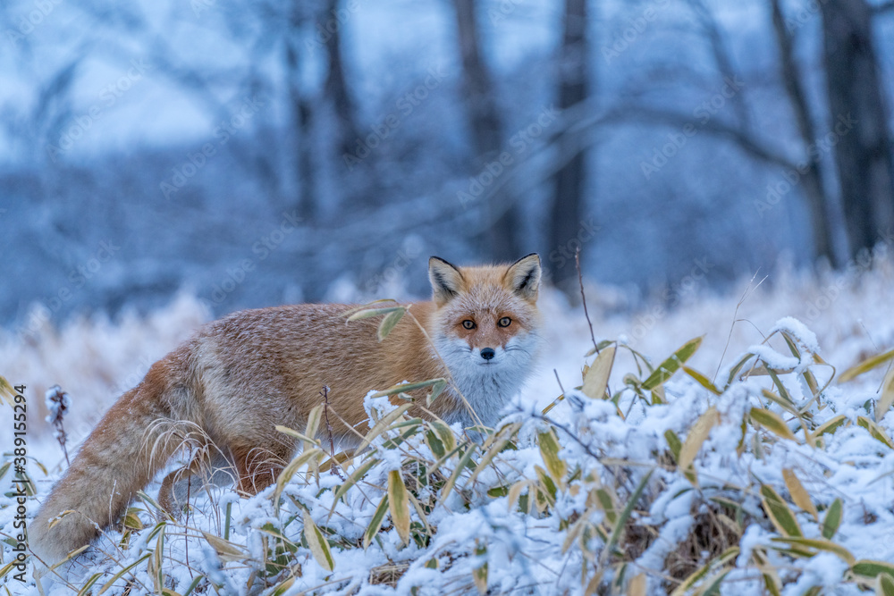 Fototapeta premium Winter red fox in Hokkaido