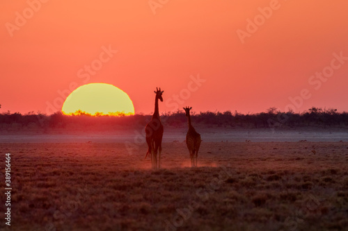 sunset with giraffes photo