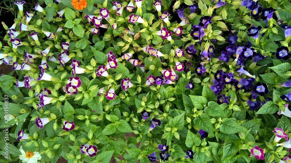 scenic view of Torenia fournieri also called as wishbone flower or bluewings flower scenic view of Torenia fournieri also called as wishbone flower or bluewings flower