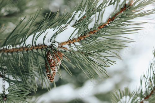 Pine branches are covered with snow. Christmas, winter, New Year, nature background. Selective focus.