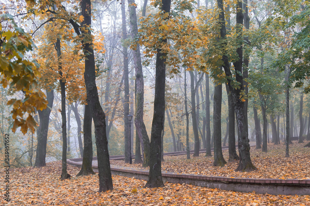 City park in the autumn, foggy morning. Gomel, Belarus.