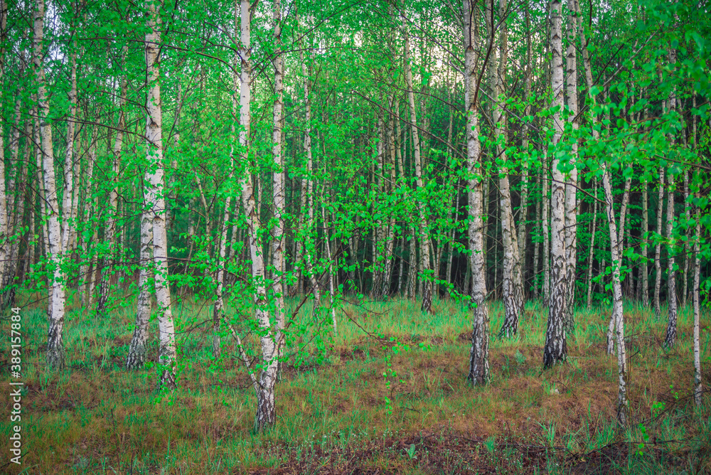 spring young birch forest in the morning