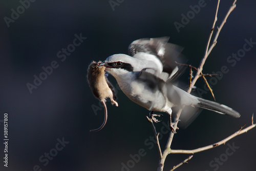 Great grey shrike. Bird with prey on tree. Lanius excubitor photo