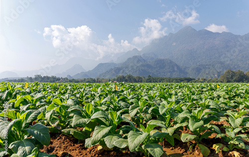 Green tobacco plant growing at ferm field with clouds sky and mountain background
