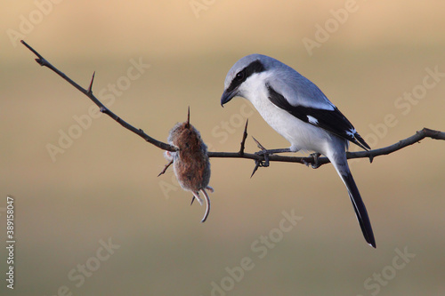 Great grey shrike. Bird with prey on tree. Lanius excubitor photo