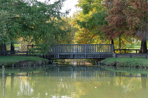 Autunno al parco photo