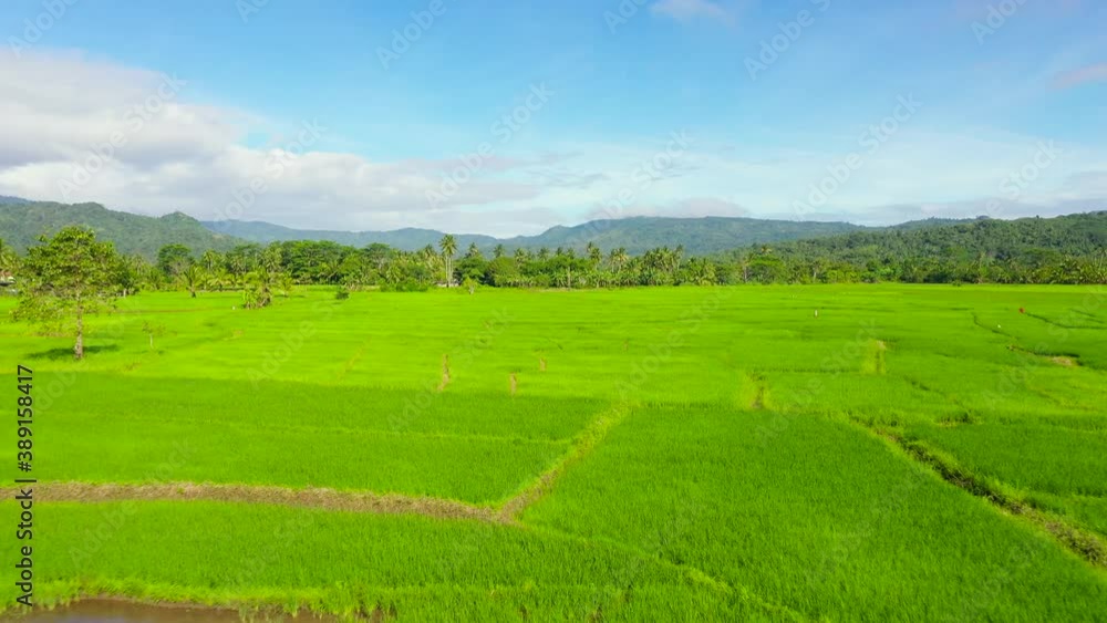Agricultural landscape with rice field and farmland. Aerial view of rice plantation,terrace, agricultural land of farmers. Agricultural landscape with rice field and farmland. Aerial view of rice plantation,terrace, agricultural land of farmers.