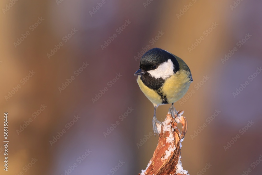Great tit sitting on on the branch. Wildlife scene from nature. Song bird in nature habitat. Parus major. Great tit sitting on on the branch. Wildlife scene from nature. Song bird in nature habitat. Parus major.