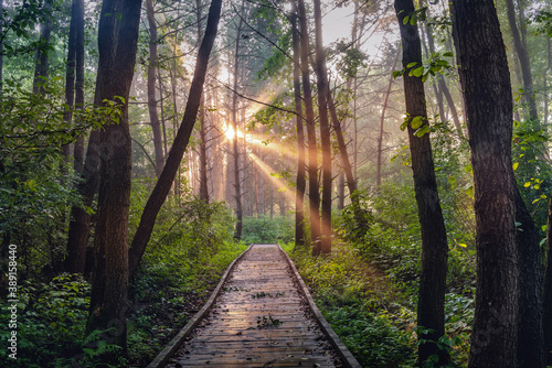 a path in a misty forest on a wooden footbridge and the first rays of the rising sun breaking through trees and fog