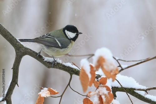 great tit sitting on the branch. winter scene with titmouse. Parus major
