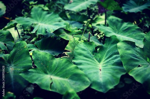 green leaves in the garden