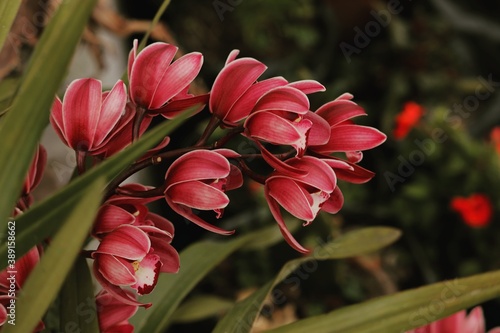 red and white tulips