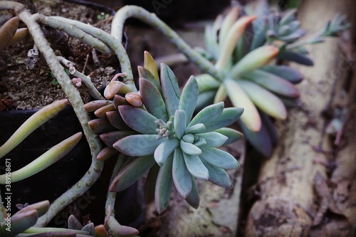 close up of a cactus
