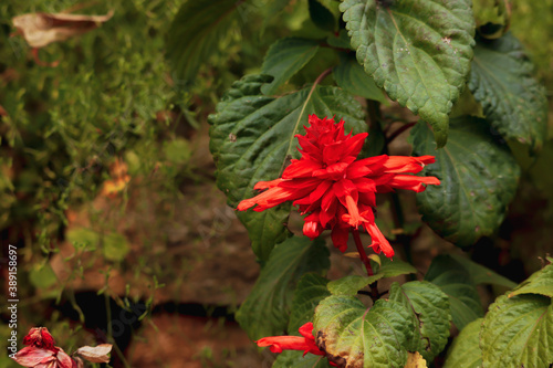 red and green leaves