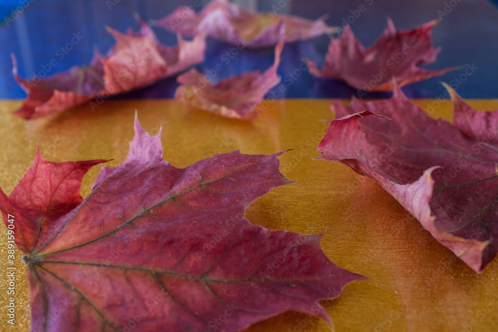background of autumn leaves. Autumn background background of autumn leaves. Autumn background