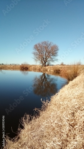 Wallpaper Mural tree in the snow Torontodigital.ca
