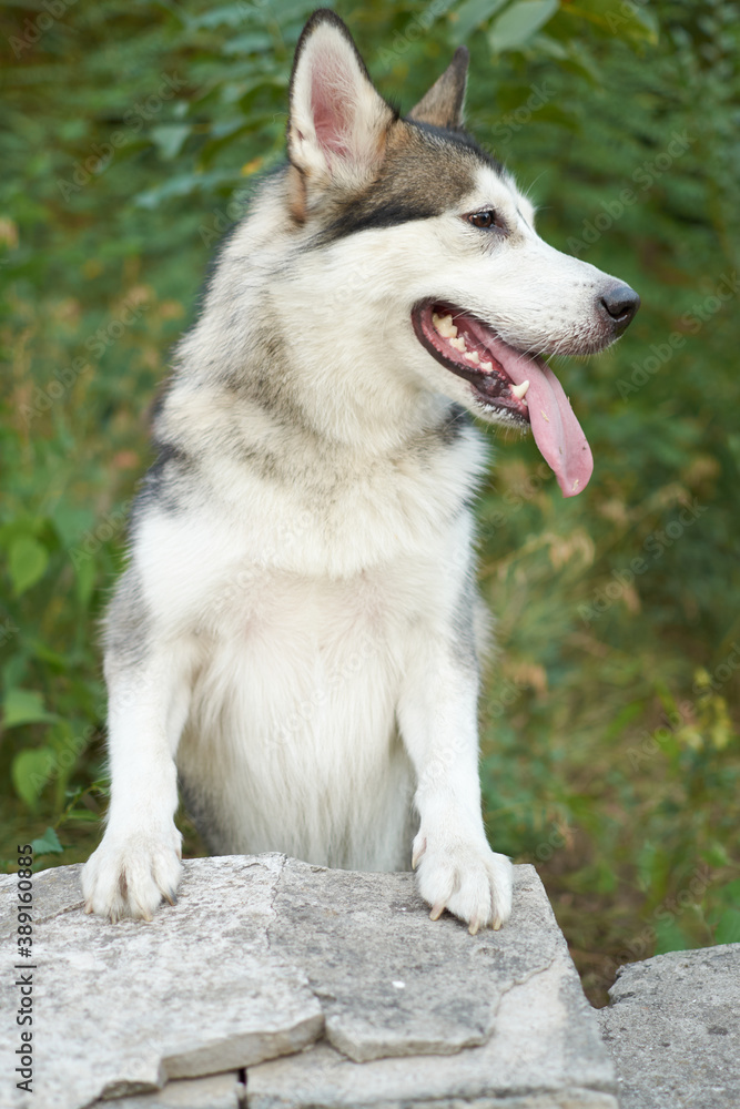 A beautiful dog of breed Alaskan Malamute stands on a gray tile against a background of green leaves. Advertising of dog food, veterinary clinic, animal protection
A beautiful dog of breed Alaskan Malamute stands on a gray tile against a background of green leaves. Advertising of dog food, veterinary clinic, animal protection
